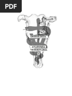 Apostila Osteologia Membro Torácico Equino 2 Pdf Sistema