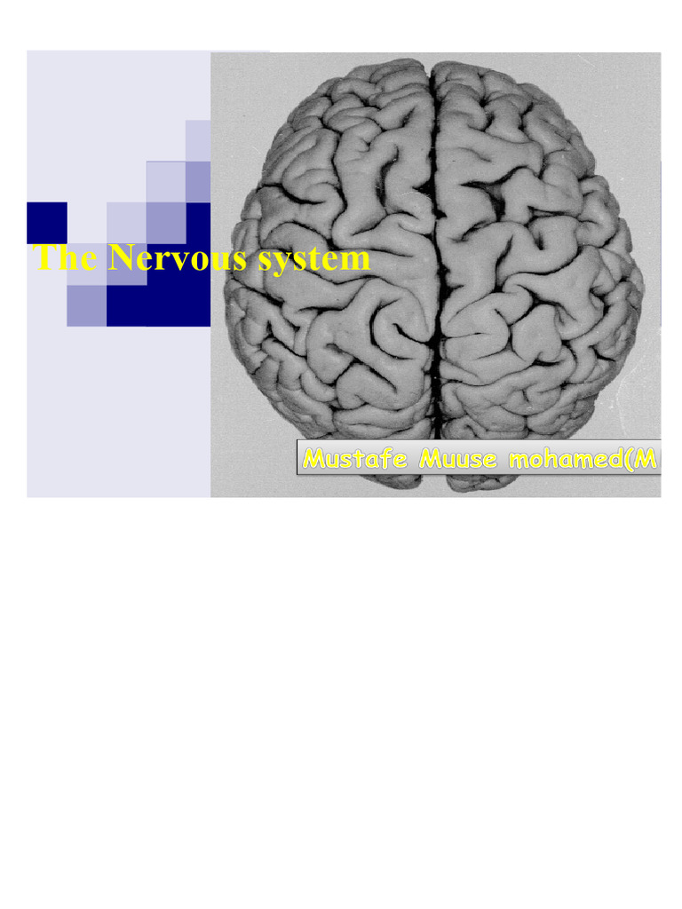 Overview of the Nervous System | PDF | Cerebrospinal Fluid | Nervous System