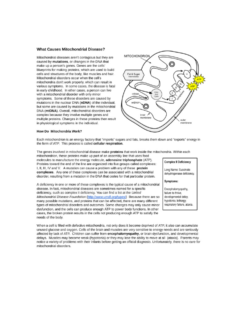 Mitochondria Is The Powerhouse of The Cell | PDF