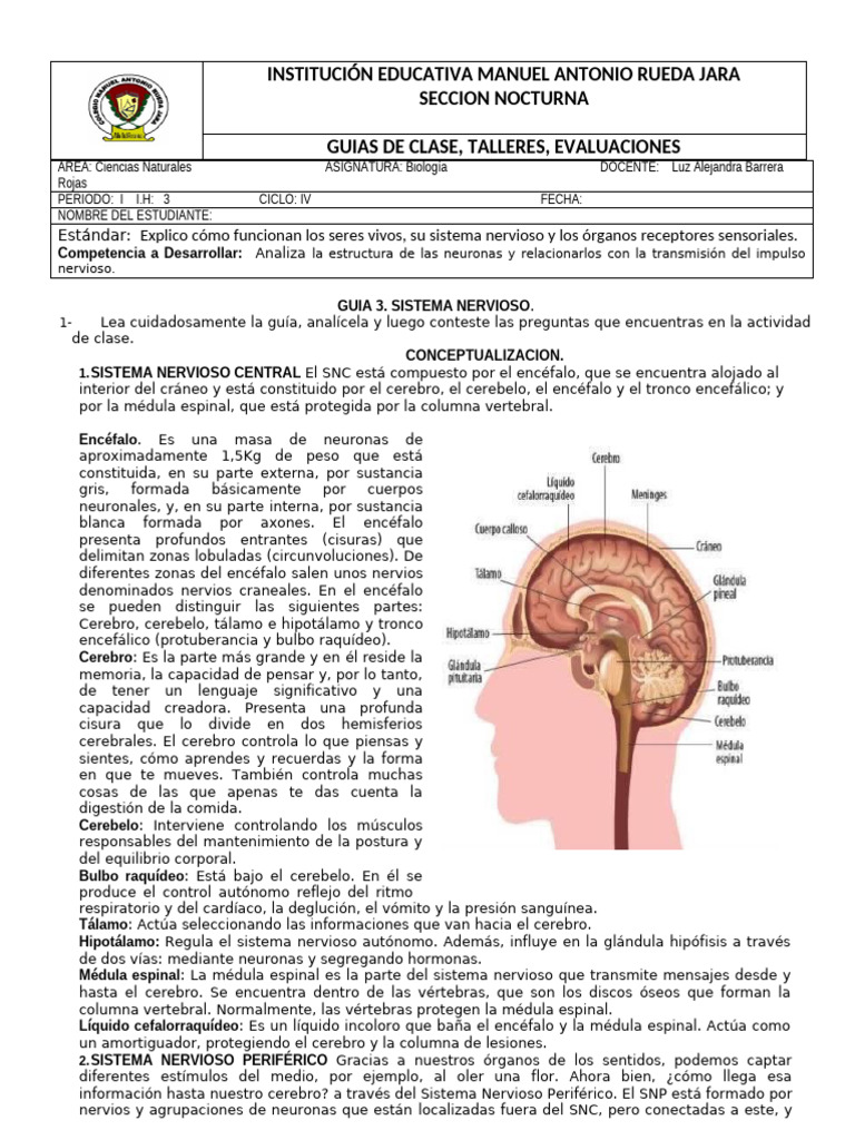 Guía de Biología: Sistema Nervioso | PDF | Cerebro | Sistema nervioso