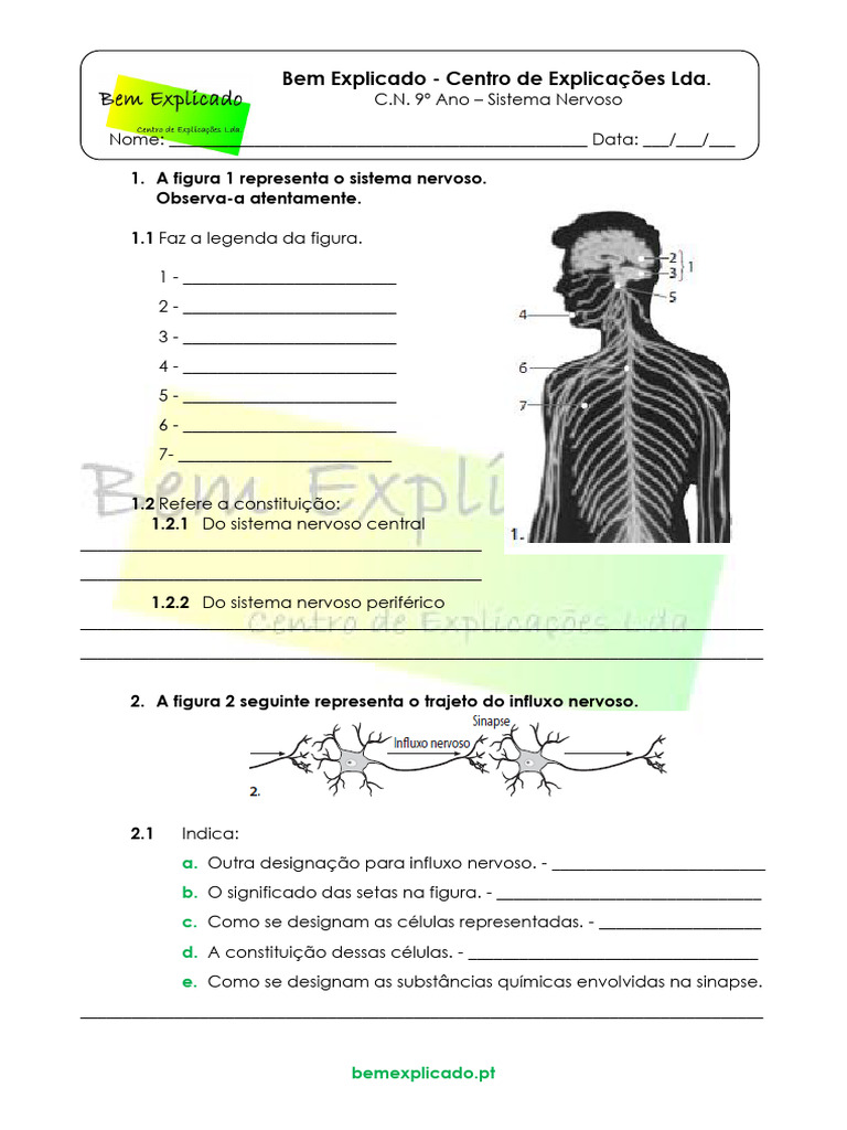 Sistema Nervoso: Questões e Atividades | PDF | Sistema nervoso ...