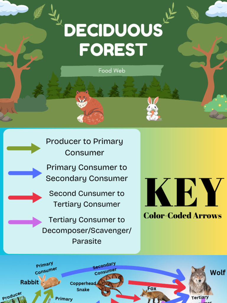 Tertiary Consumers in Deciduous Forest | PDF
