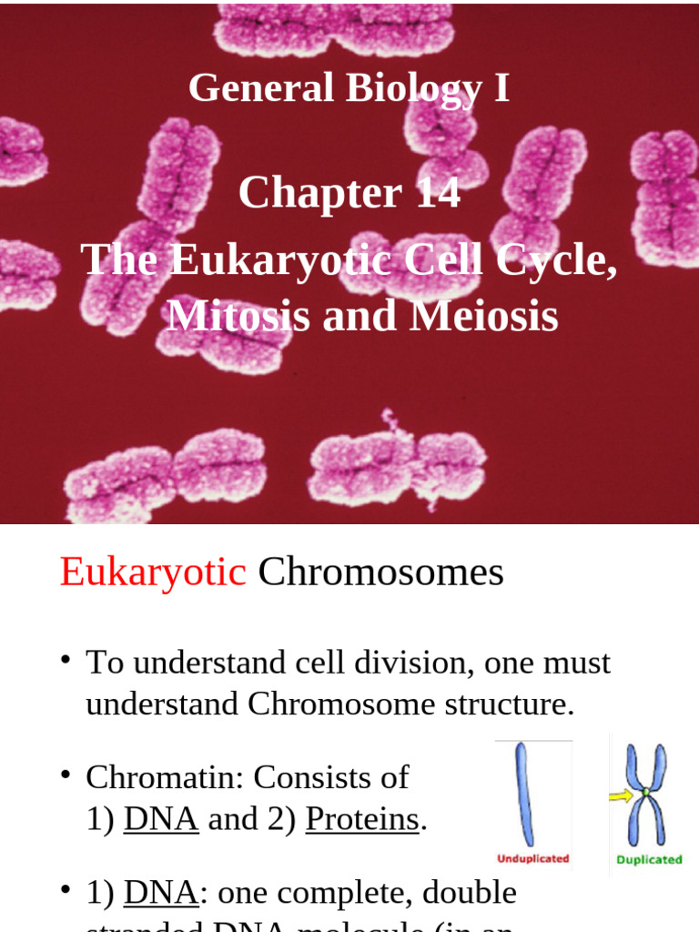 Chapter+14+Mitosis+Meiosis | PDF | Meiosis | Mitosis