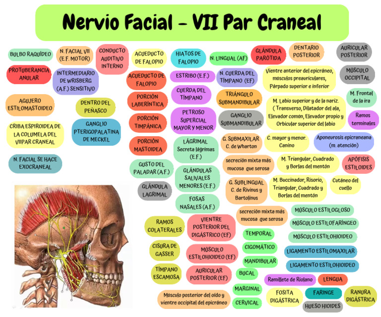 Anatomía del Nervio Facial VII Par Craneal | PDF | Anatomía humana ...