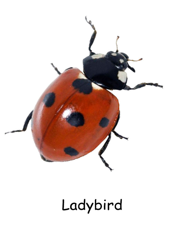 ladybird-pdf