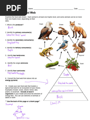 Energy Pyramid Worksheet Pdf Pyramid Worksheet | Worksheets Free