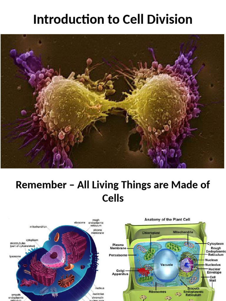 Understanding Cell Division Processes | PDF | Meiosis | Mitosis