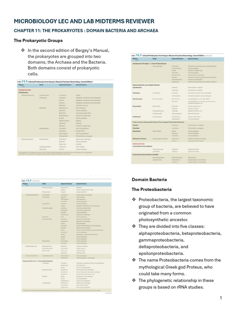 Prokaryotes: Bacteria and Archaea Overview | PDF | Bacteria | Streptococcus