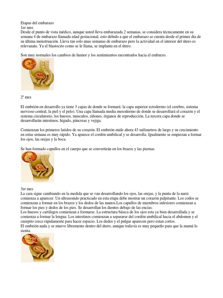Etapas Del Embarazo
