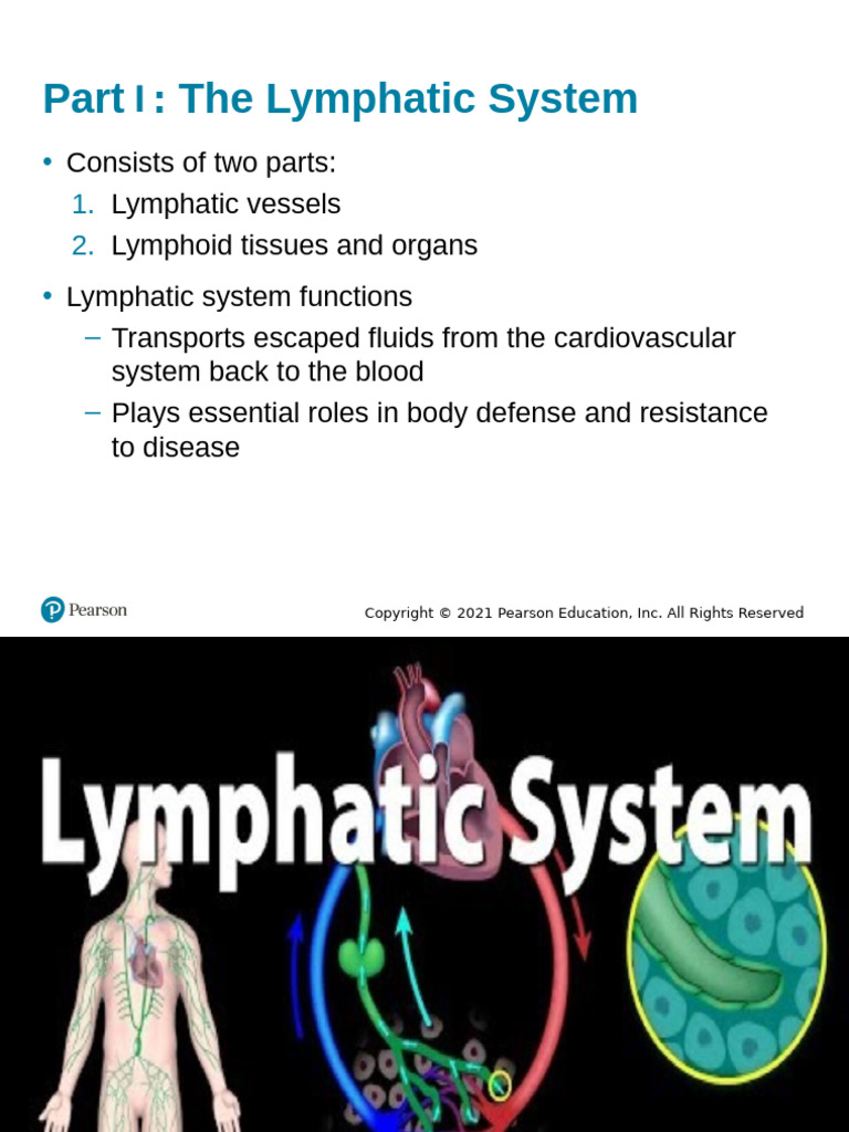Essentials of The Lymphatic System and Immune System1 | PDF | Lymph ...
