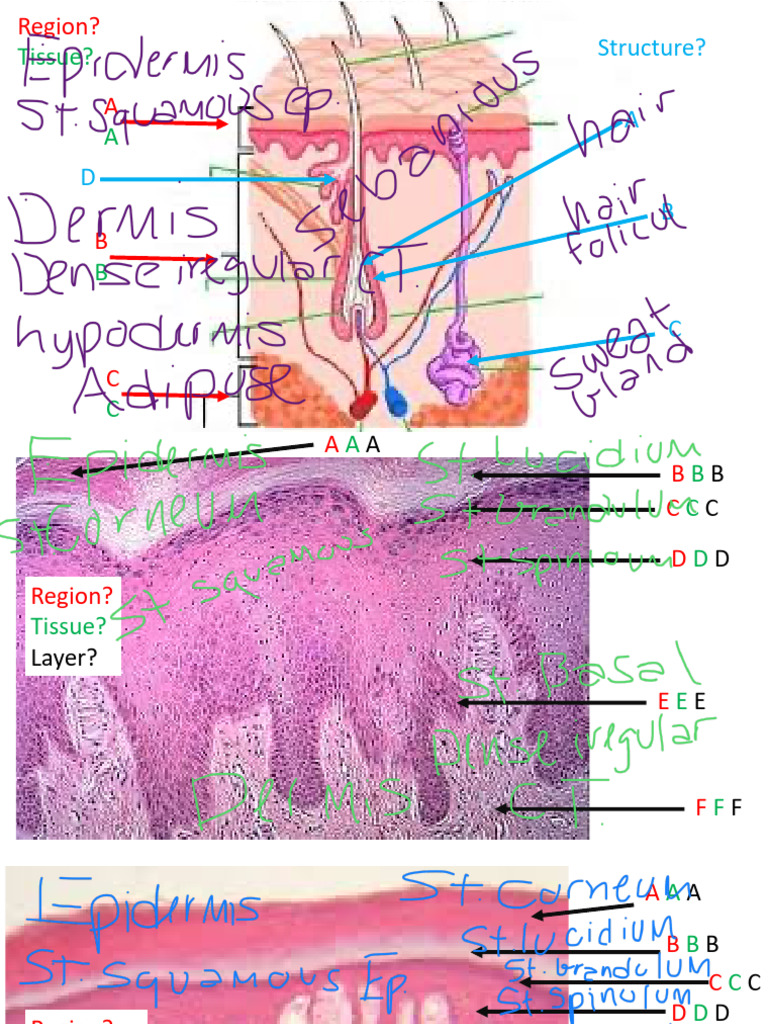 Tissue Structure and Layer Analysis | PDF