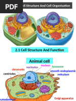 Animal Cell Diagram | PDF