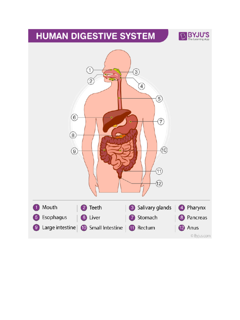 Human Digestive System Overview | PDF