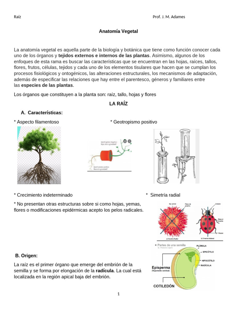 Modulo Raiz | PDF | Raíz | Tallo de la planta