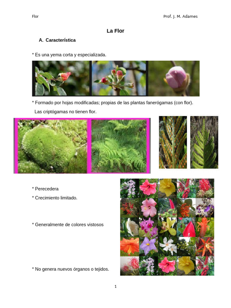 Partes y Funciones de la Flor | PDF | Flores | Técnicas hortícolas