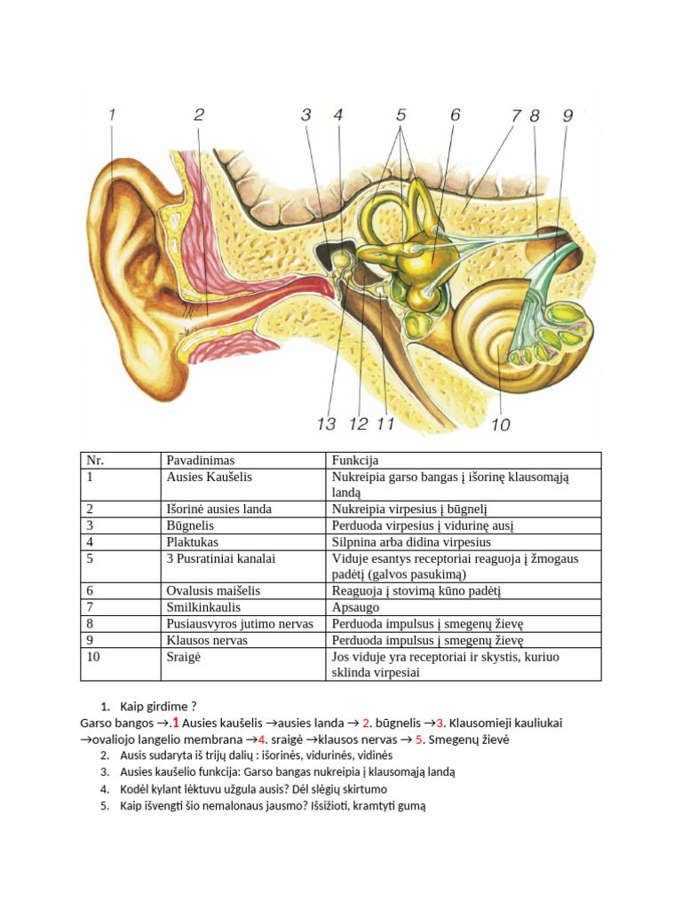 Ausis | PDF