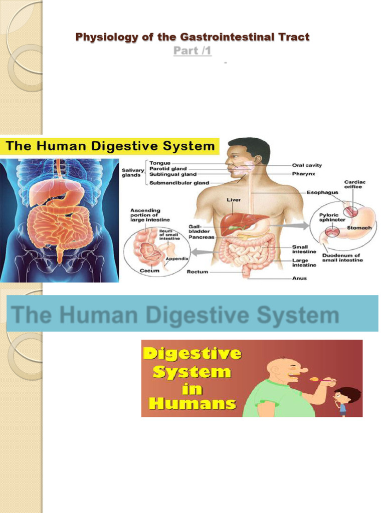 Gastrointestinal Tract Physiology Overview | PDF | Human Digestive ...