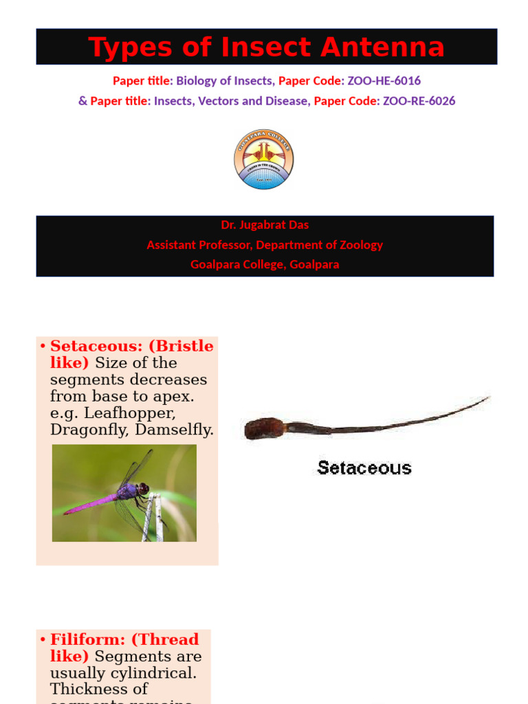 Types of Insect Antenna | PDF