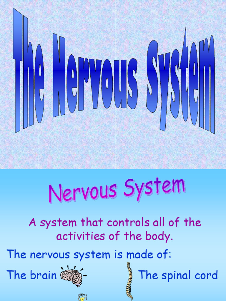 Overview of the Nervous System Functions | PDF | Motor Neuron ...