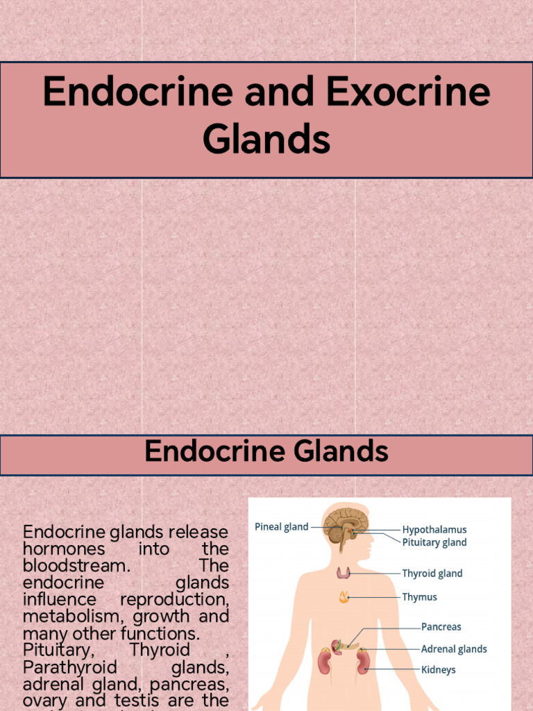 Endocrine and Exocrine Glands Explained | PDF | Pancreas | Endocrine System