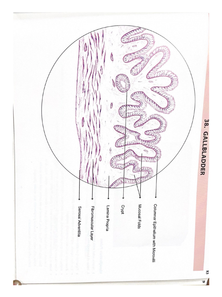 Gallbladder-1 | PDF