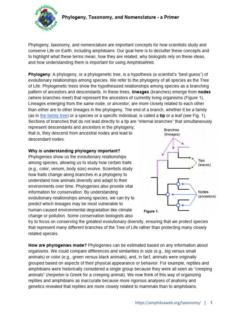 Understanding Phylogeny and Taxonomy | PDF | Clade | Phylogenetics