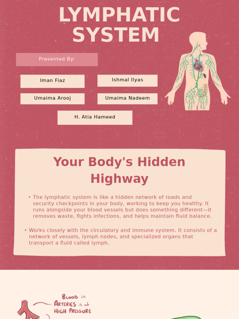 Explanation of Lymphatic System | PDF | Lymphatic System | Lymph Node