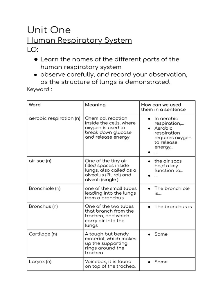 Human Respiratory System Overview | PDF | Respiratory System | Breathing
