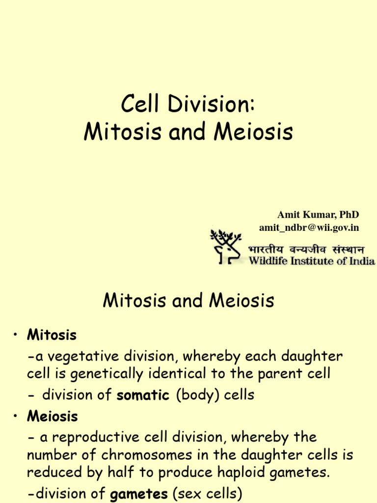 Cell Division Mitosis and Meiosis | PDF