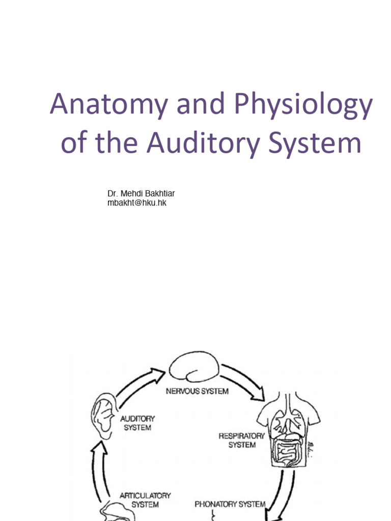 Auditory System Anatomy and Functions | PDF | Ear | Auditory System
