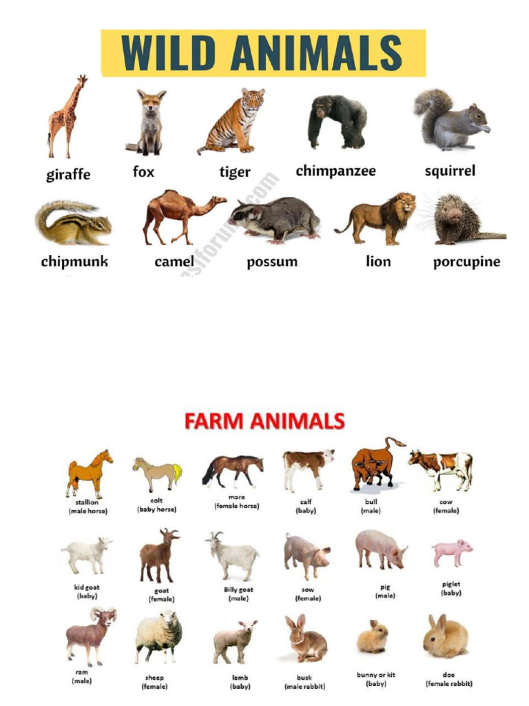 Animals | PDF