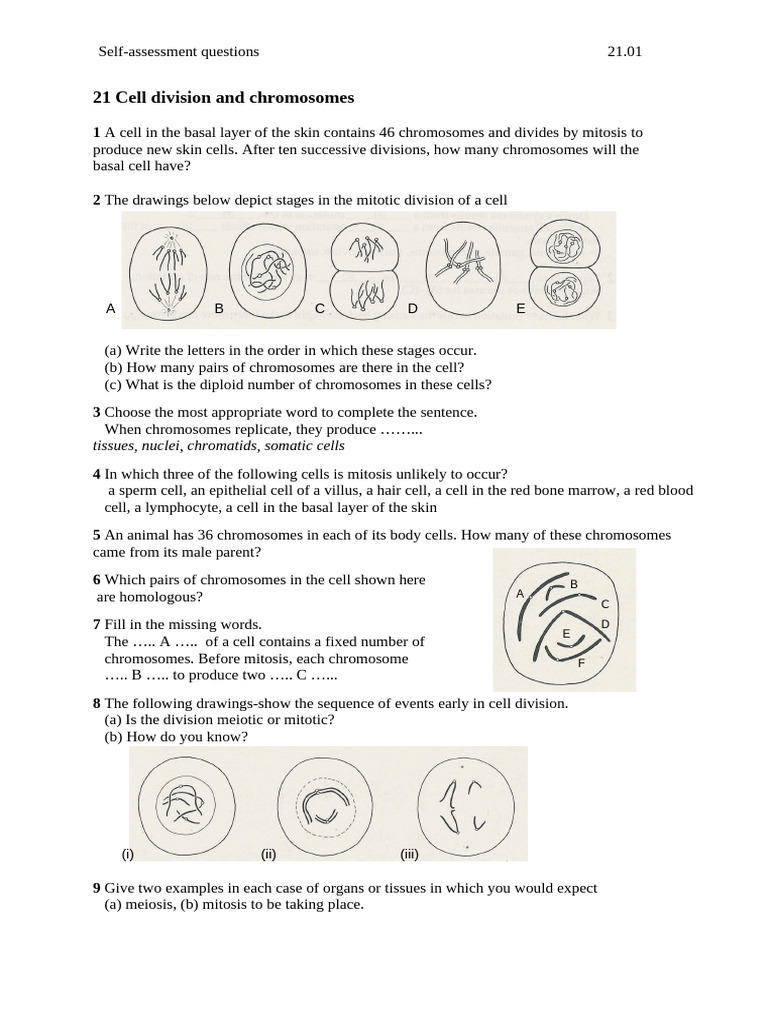 FORM 4 - Cell Divsion Questions | PDF | Mitosis | Chromosome