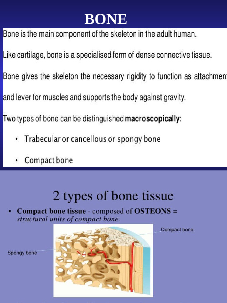 Understanding Bone Tissue and Disorders | PDF | Bone | Osteoblast