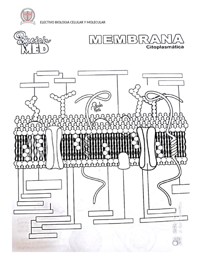 Dibujo Membrana Plasmatica para Colorear | PDF