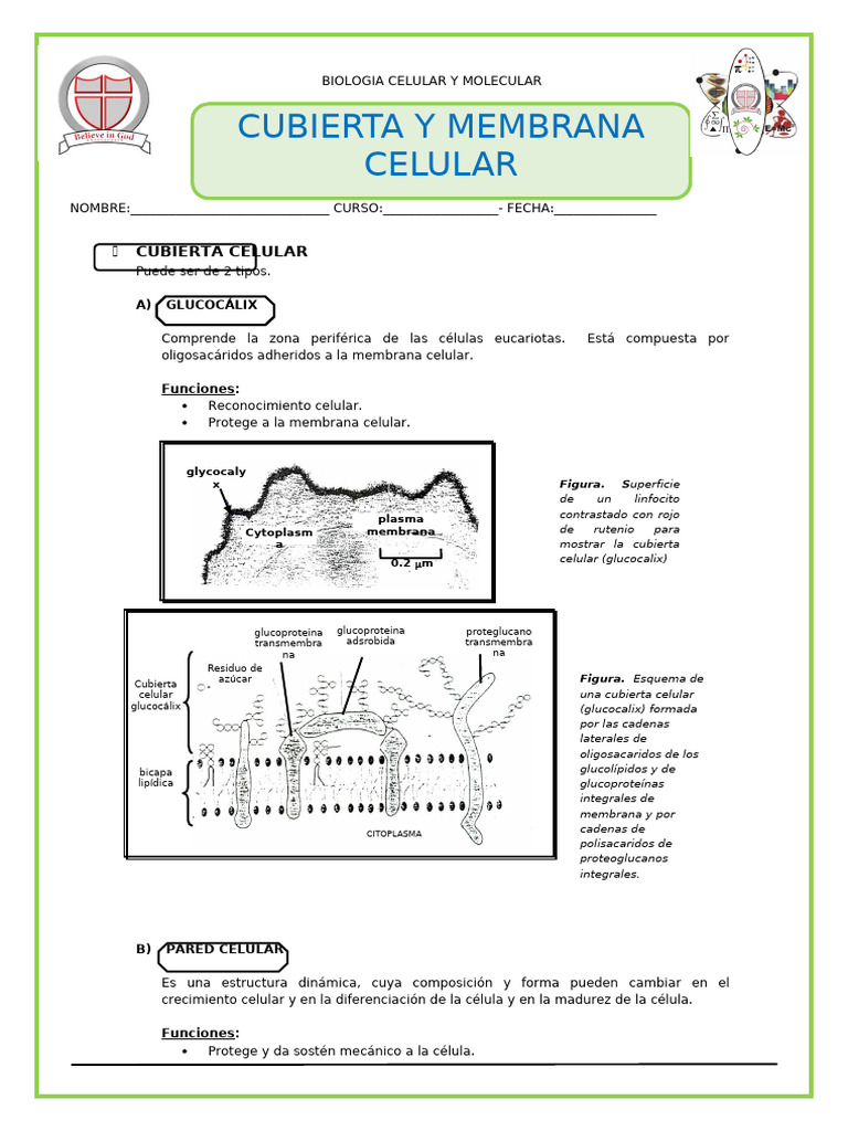 Estructura y Funciones de la Membrana Celular | PDF | Membrana celular ...