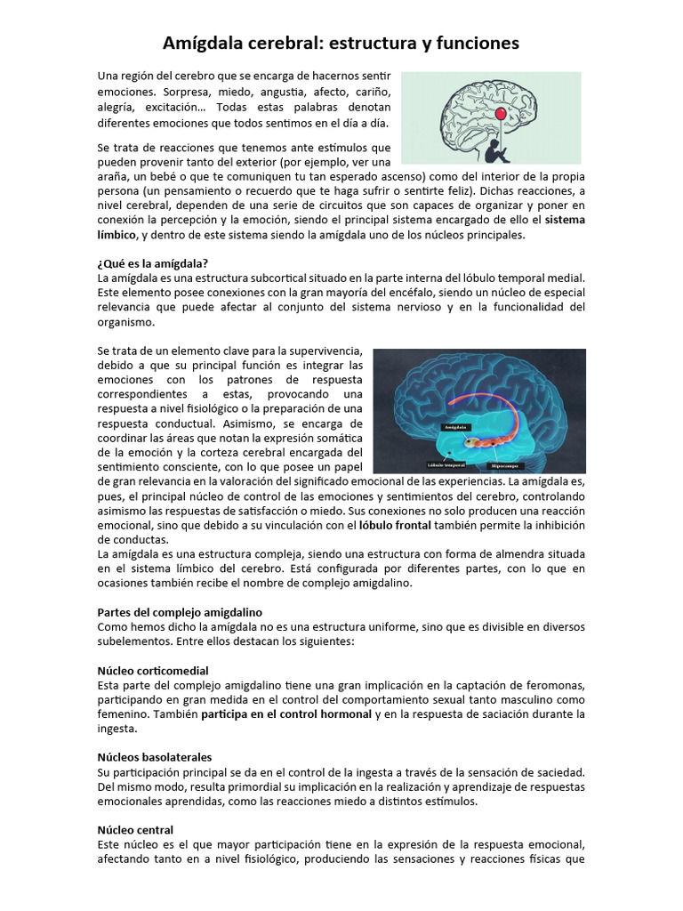 Funciones y estructura de la amígdala cerebral | PDF | Las emociones ...