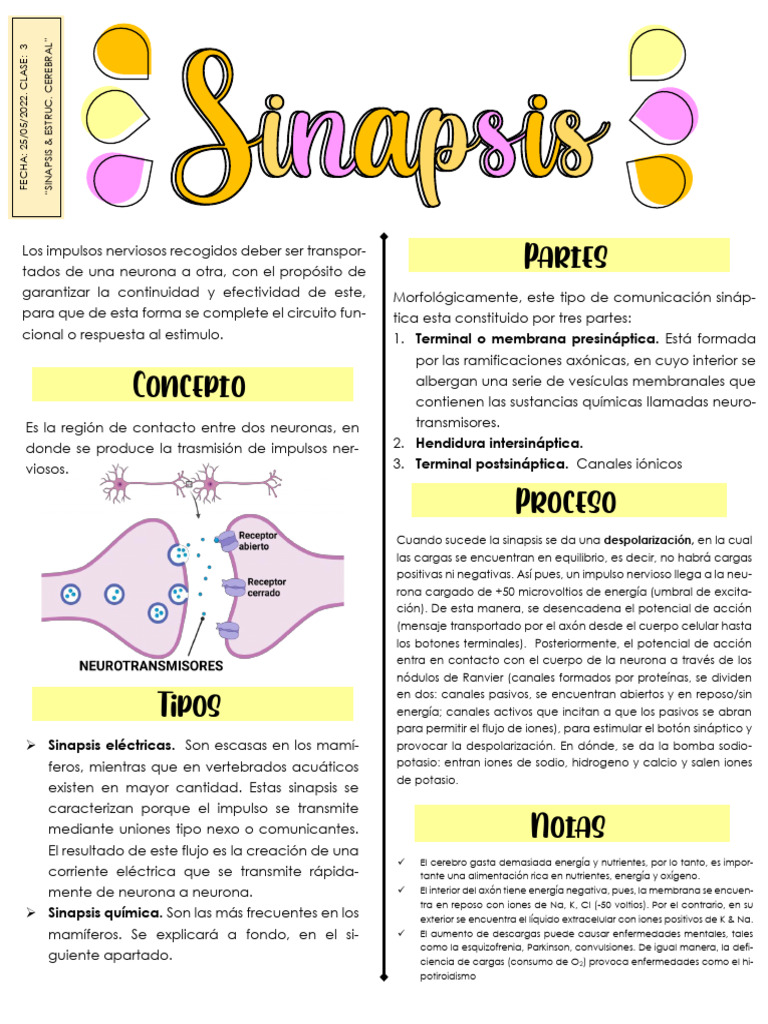 LaSipnasis | PDF | Sinapsis | Potencial de acción