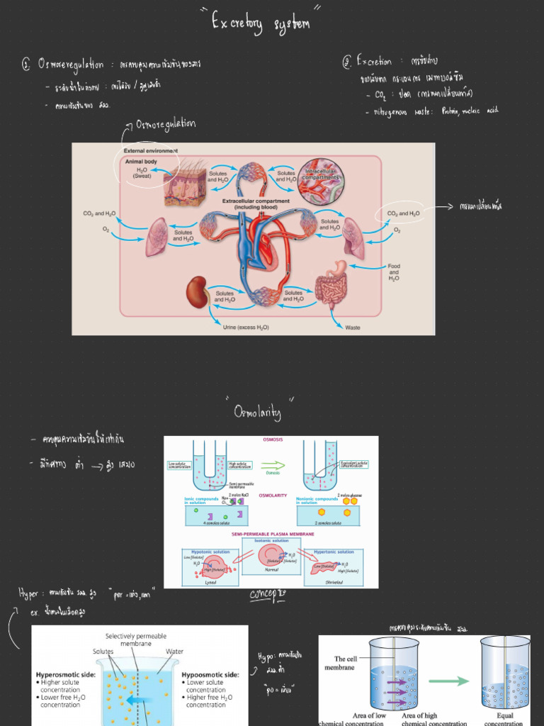 Lec - Sub5 Excretory | PDF