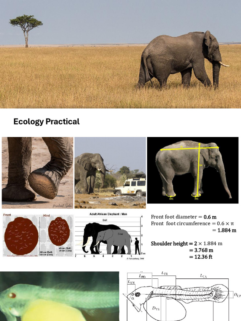 Allometry Ecology Practical Lecture | PDF | Biology