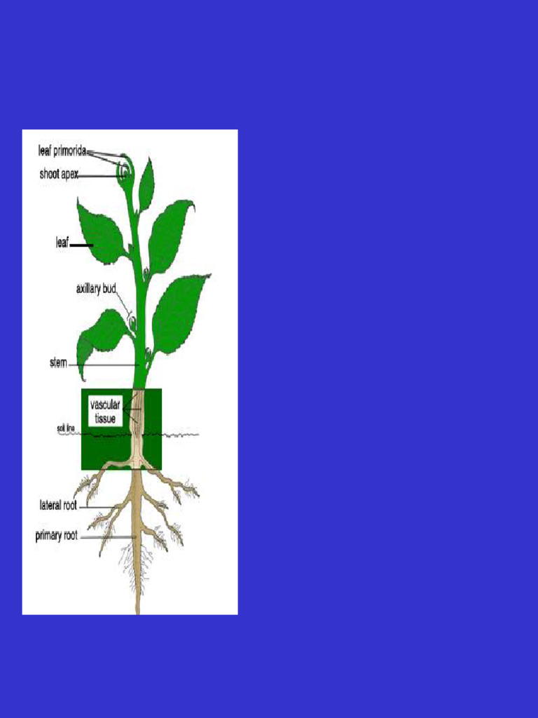 Understanding Tree Physiology and Growth | PDF | Root | Stoma
