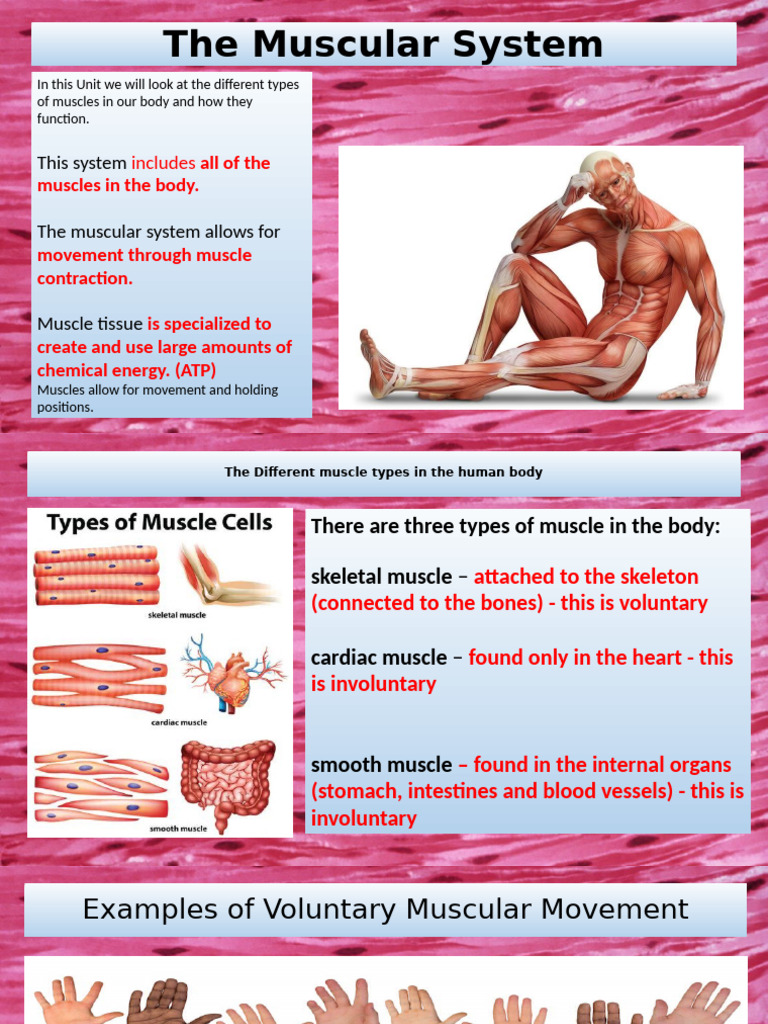 The Muscular System | PDF | Skeletal Muscle | Soft Tissue