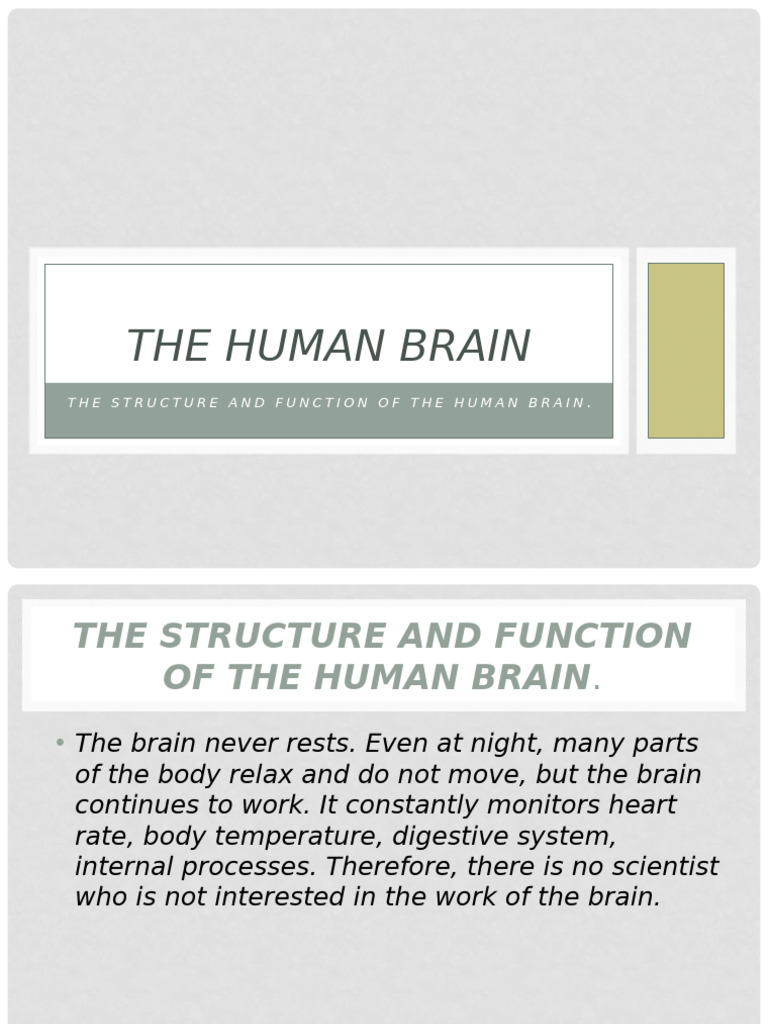 Structure and Function of the Human Brain | PDF | Brain | Cerebrum