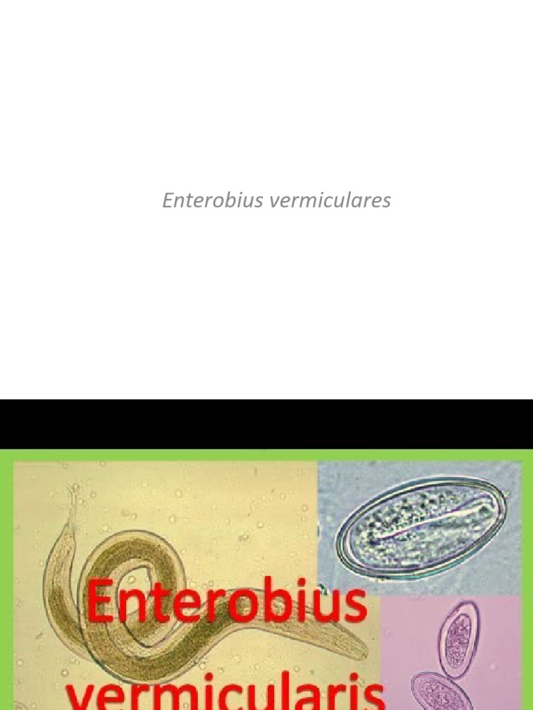 Enterobius vermiculares: Características e Tratamento | PDF | Nematoda