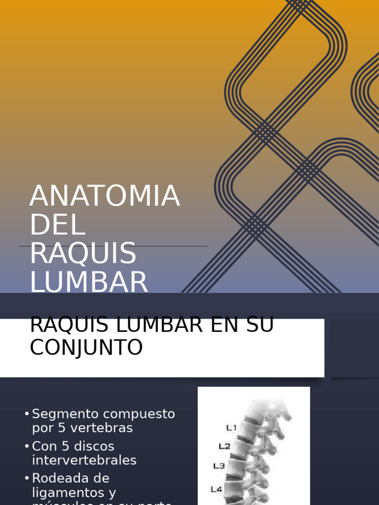 Anatomía de la Columna Lumbar | PDF | La columna vertebral | Abdomen