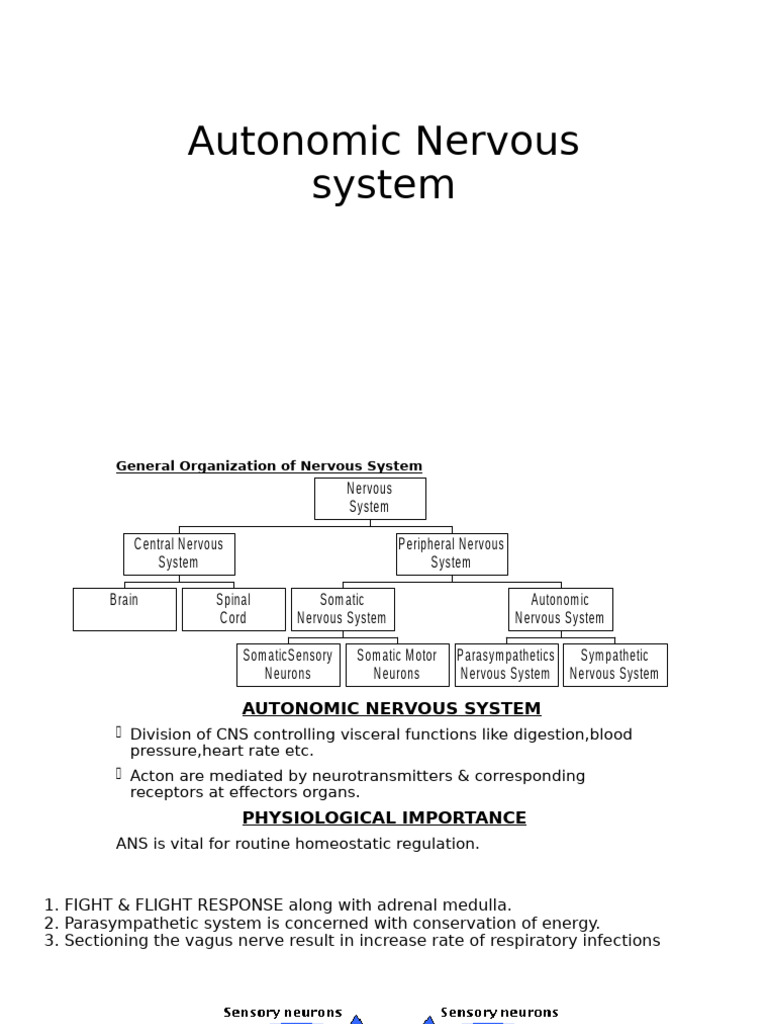 Autonomic Nervous System | PDF | Autonomic Nervous System | Nervous System
