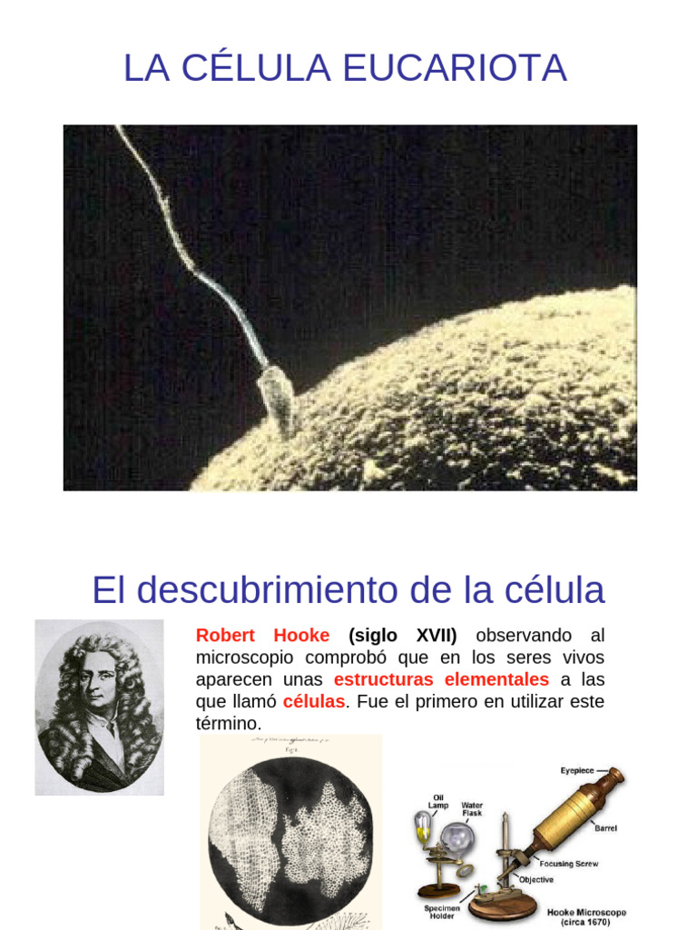Estructura y Función de la Célula Eucariota | PDF | Biología Celular ...