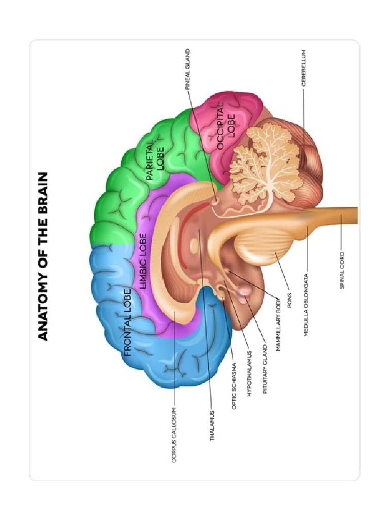 Anatomy of The Brain | PDF