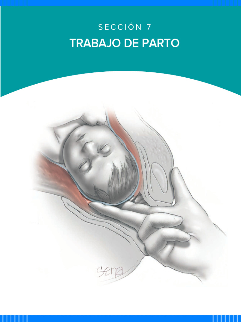Fisiología del Trabajo de Parto | PDF | Parto | Músculo