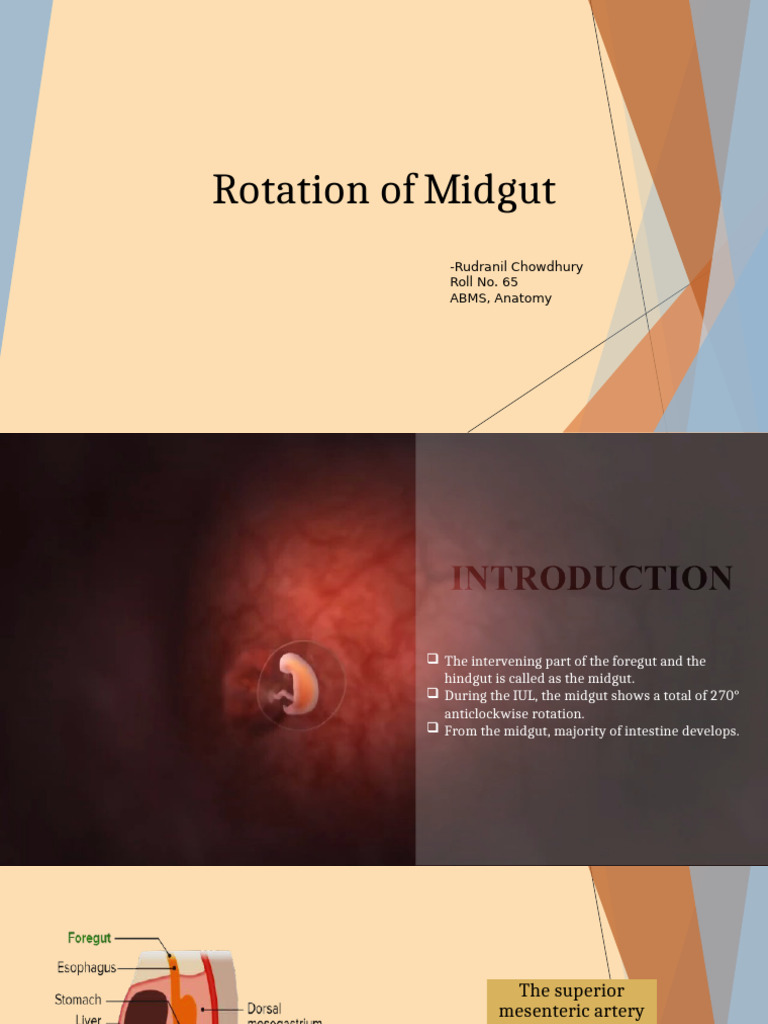 Rotation of Midgut | PDF | Large Intestine | Small Intestine