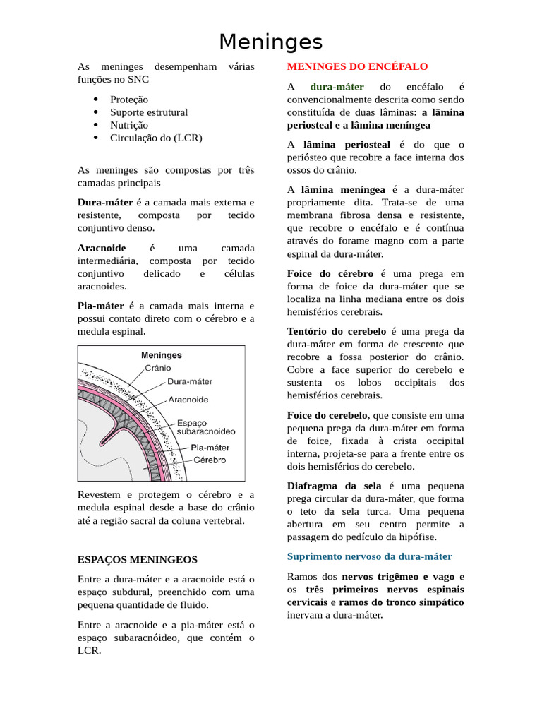 Estrutura e Função das Meninges | PDF | Cérebro | Neuroanatomia